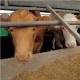 Top 10 Sustainable Beef Varieties